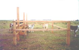 Terneiros no Creep Feeding